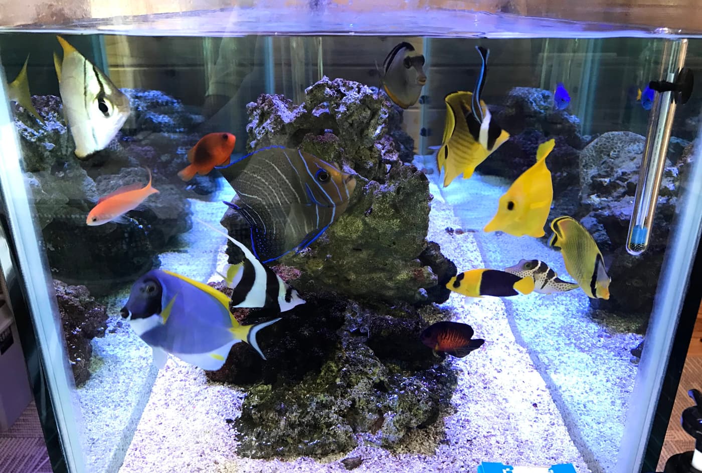 ペット事業